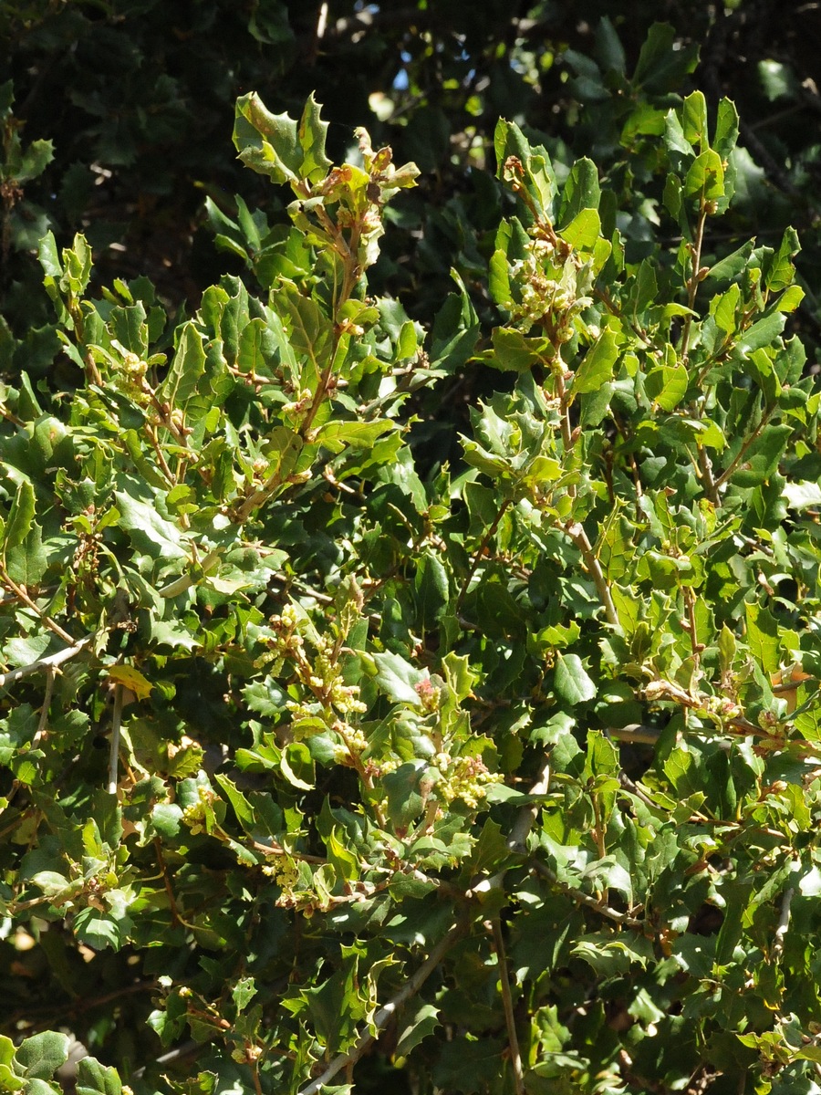 Image of Quercus agrifolia specimen.