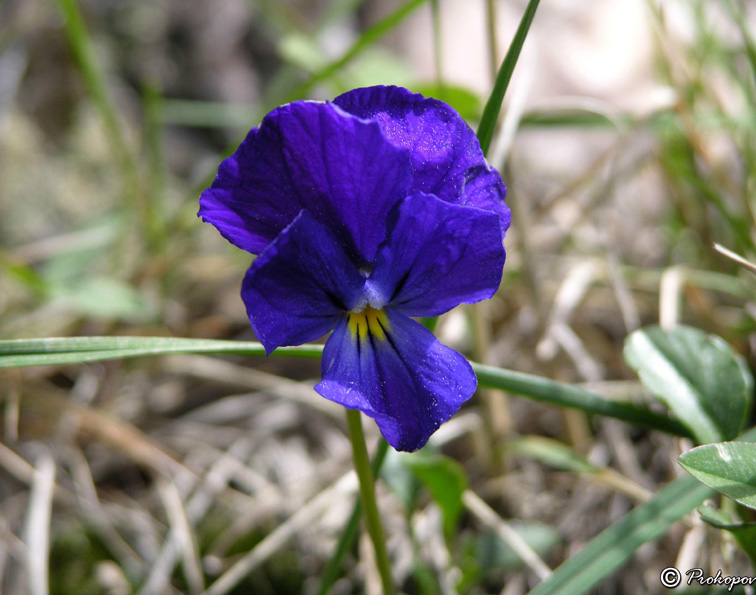 Image of Viola oreades specimen.