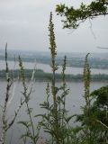 Artemisia armeniaca