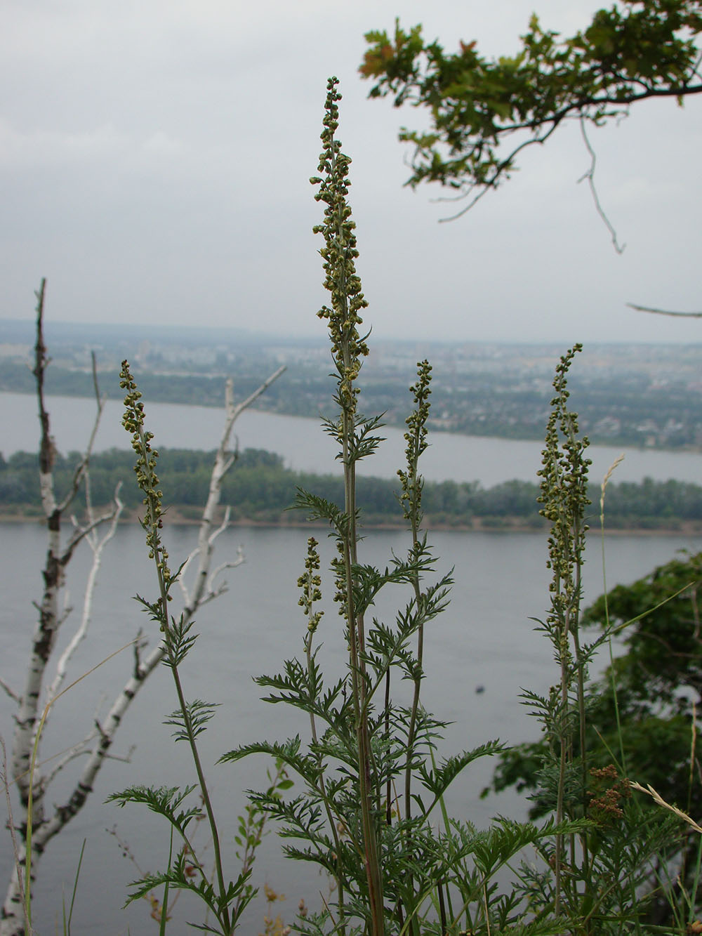 Image of Artemisia armeniaca specimen.