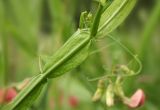 Lathyrus sylvestris. Часть побега с узлами и пазушным соцветием с нераспустившимися цветками. Костромская обл., Судиславский р-н, окр. дер. Антипино, обочина автомобильной дороги. 11.07.2015.