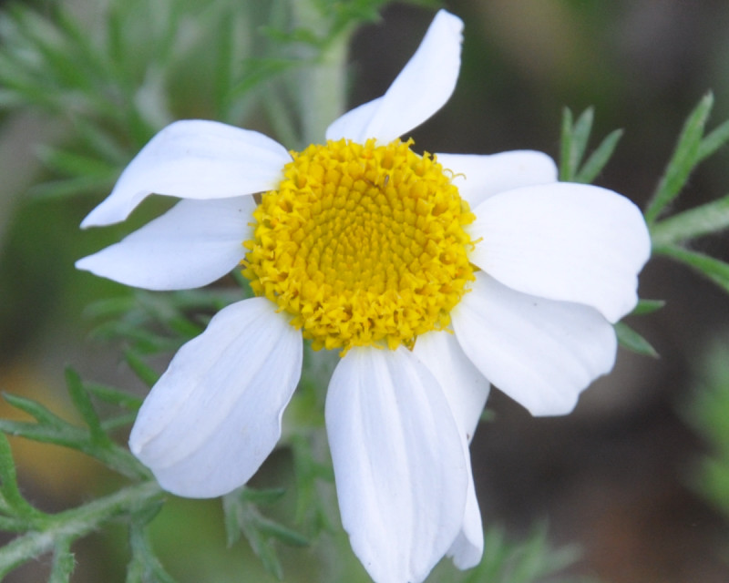 Image of Anacyclus clavatus specimen.