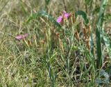 Dianthus versicolor. Верхушки плодоносящих растений. Иркутская обл., Иркутский р-н, окр. дер. Жердовка, луг. 14.08.2015.