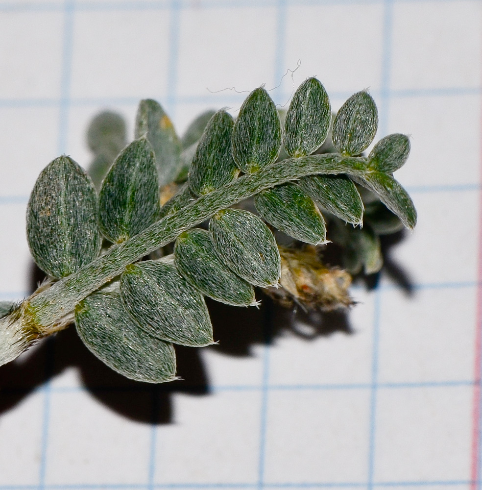 Изображение особи Astragalus amalecitanus.