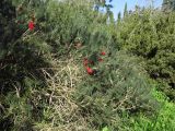 Calothamnus villosus