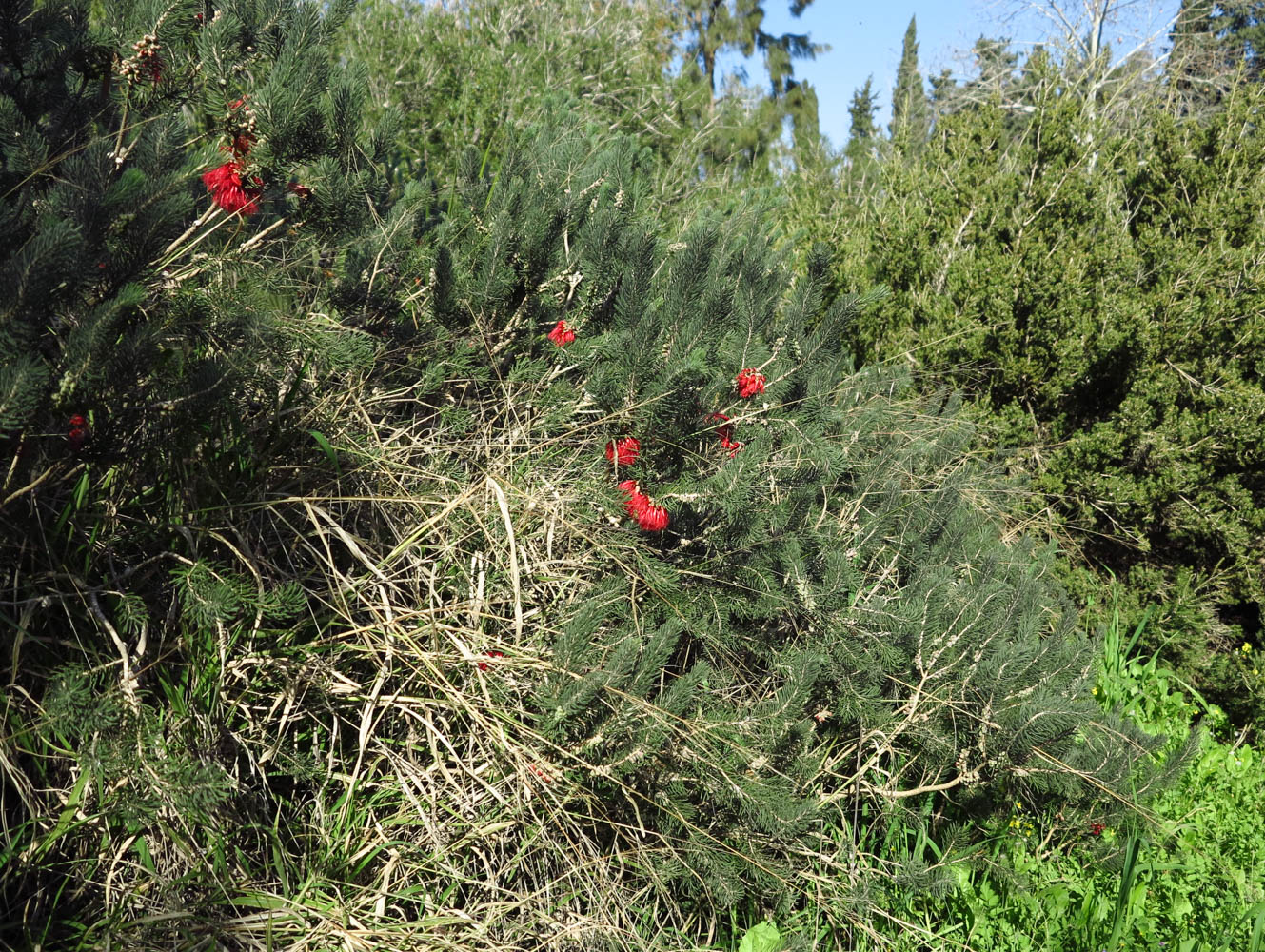 Изображение особи Calothamnus villosus.