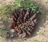 Rheum turkestanicum