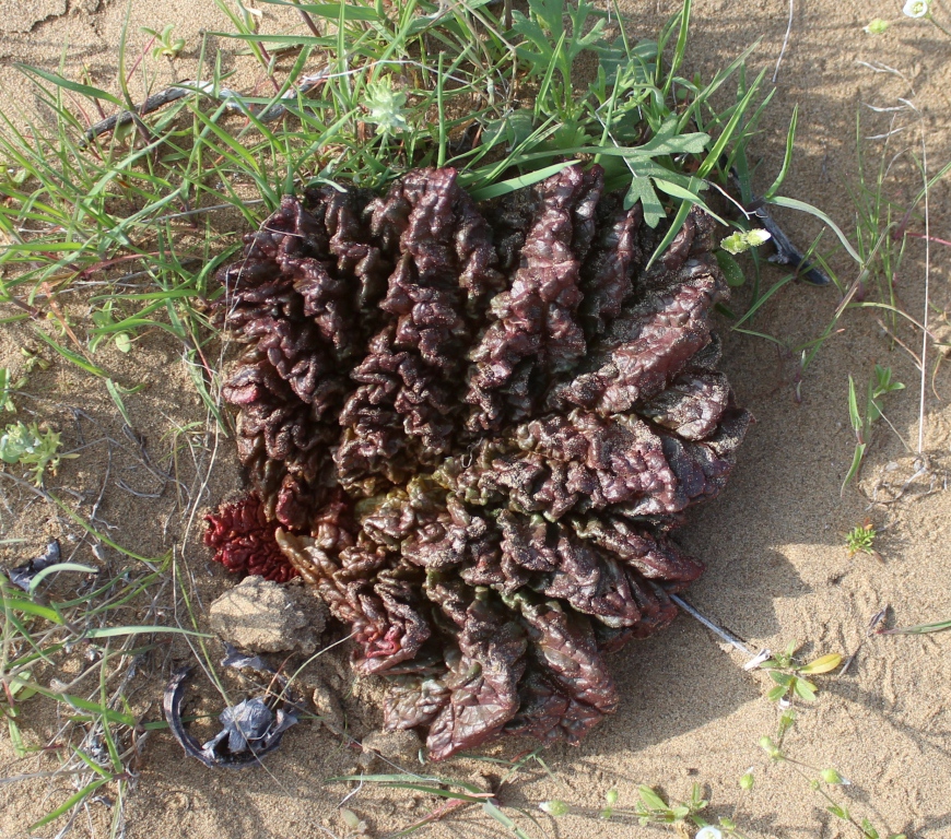 Image of Rheum turkestanicum specimen.