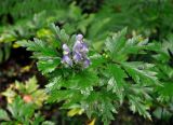 genus Aconitum. Верхушка цветущего растения. Приморье, Лазовский р-н, окр. с. Беневское, долина р. Еломовский Ключ, смешанный лес. 18.08.2015.
