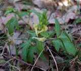 Corydalis marschalliana