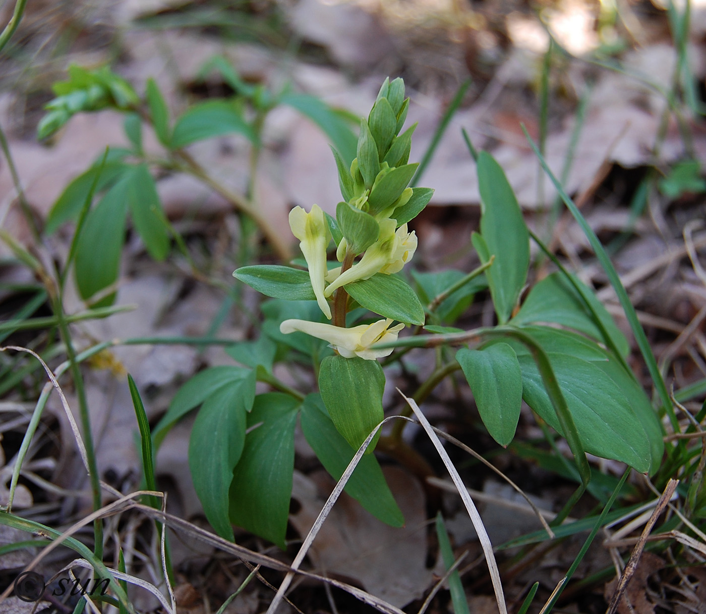 Image of Corydalis marschalliana specimen.