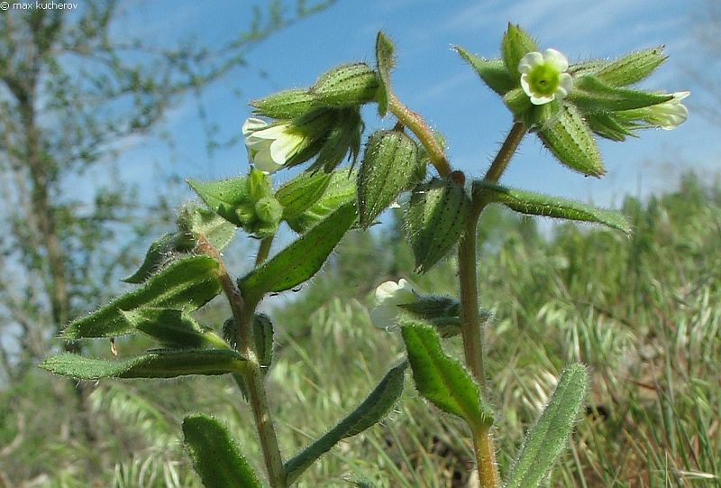 Image of Nonea lutea specimen.