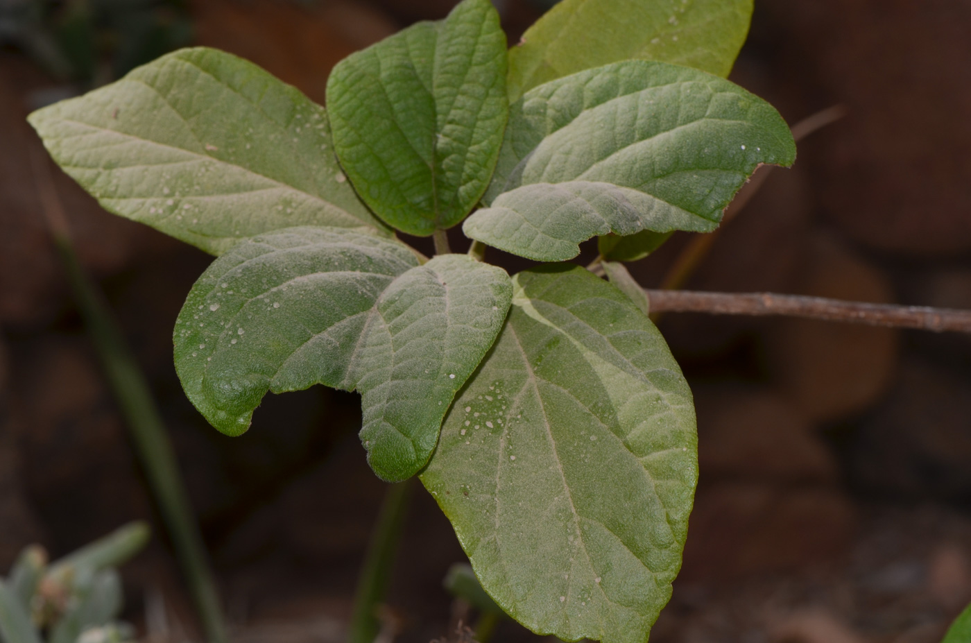 Изображение особи Cordia subcordata.