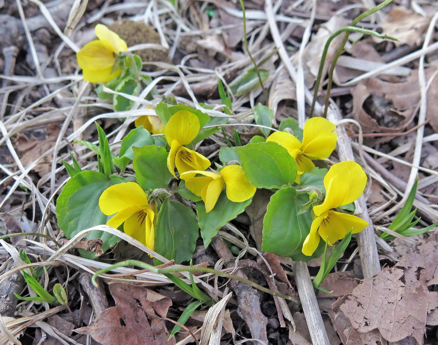 Изображение особи Viola xanthopetala.