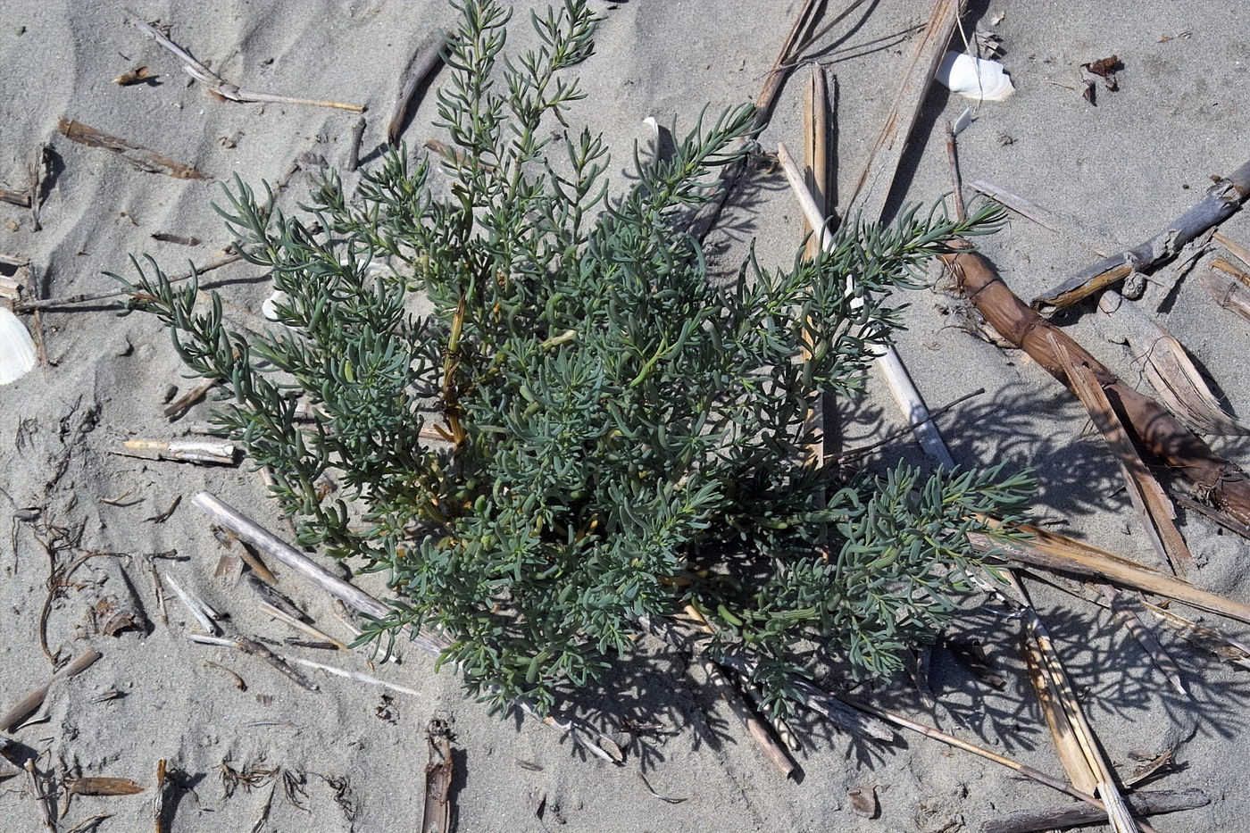 Image of genus Suaeda specimen.