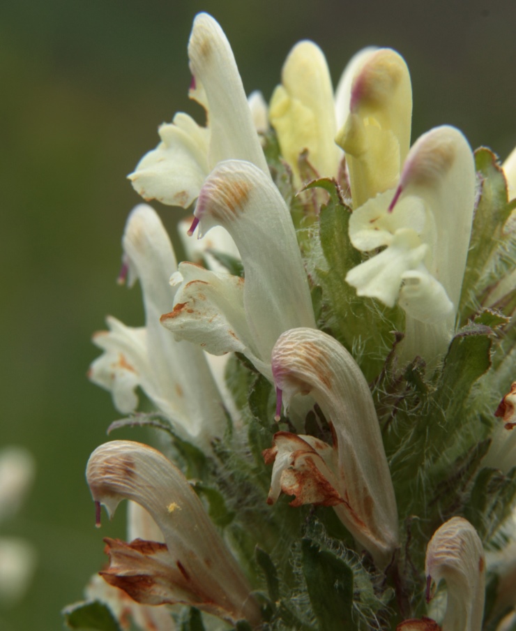 Изображение особи Pedicularis physocalyx.