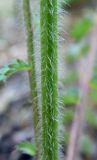 Poterium polygamum
