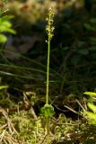 Listera cordata