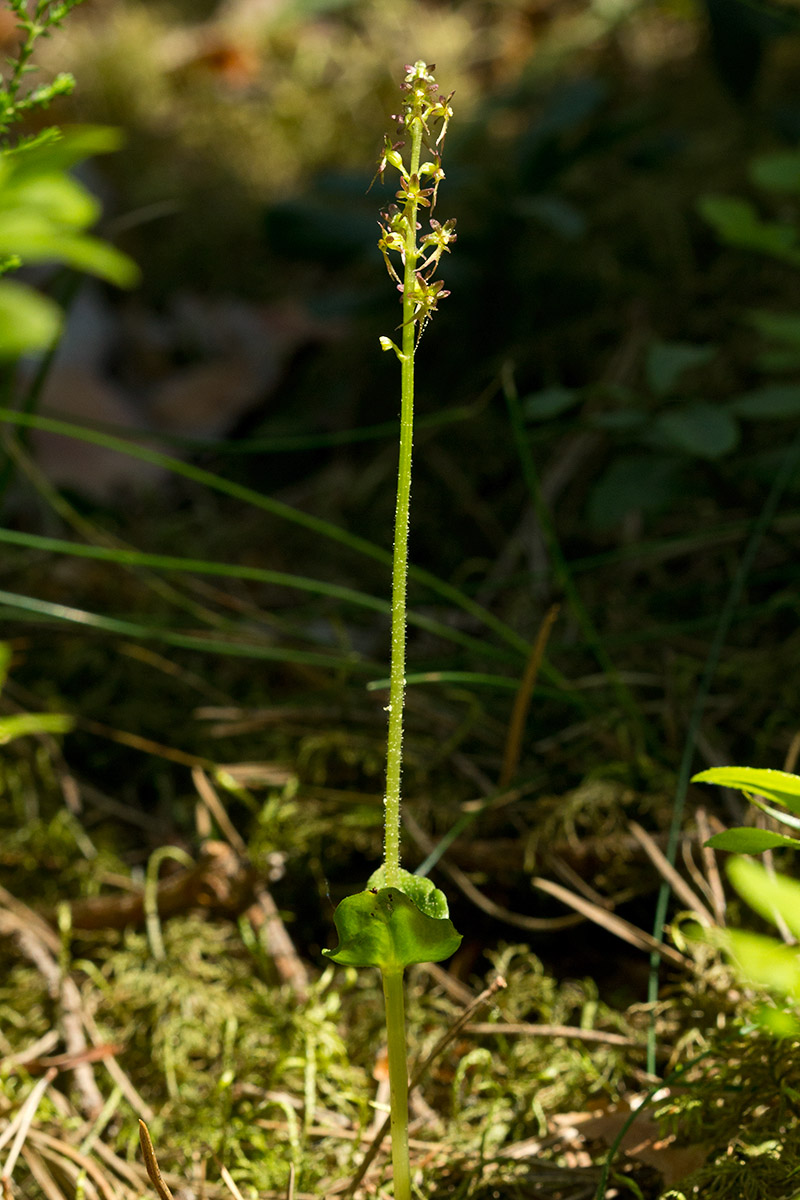 Изображение особи Listera cordata.