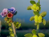 Cynoglossum creticum. Верхушки побегов с цветками и созревающими плодами. Краснодарский край, г. Новороссийск, водосборная зона Суджукской лагуны. 26.05.2016.