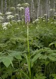 Dactylorhiza