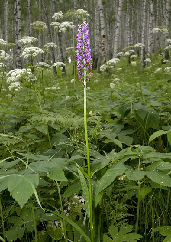 Изображение особи род Dactylorhiza.