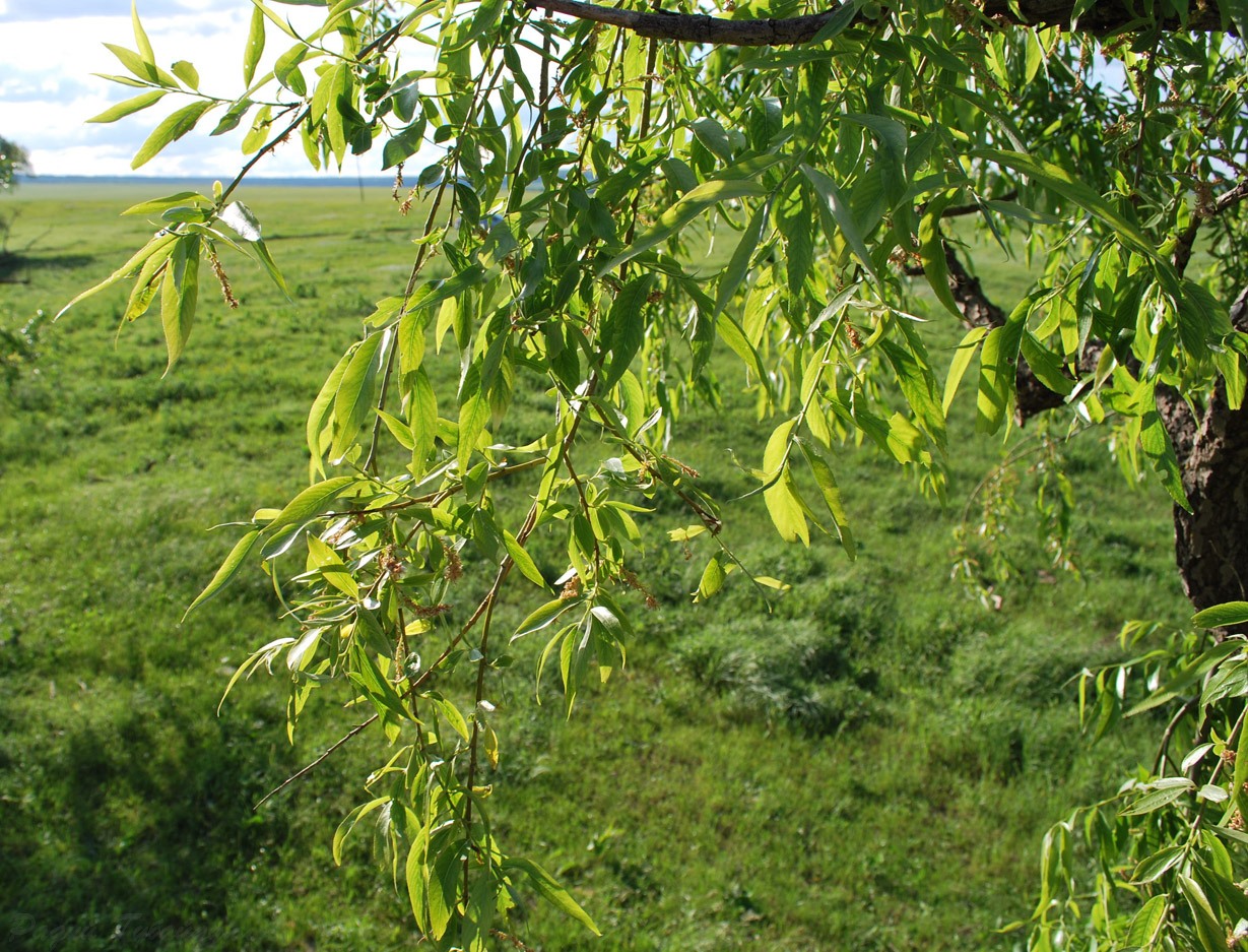 Изображение особи Salix &times; fragilis.