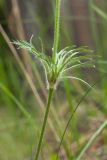 Pulsatilla pratensis. Средняя часть генеративного побега. Ленинградская обл., Лужский р-н, 136 км шоссе М-20, на краю зарастающей противопожарной канавы. 28.05.2016.