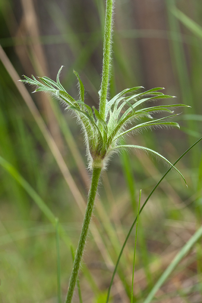 Изображение особи Pulsatilla pratensis.