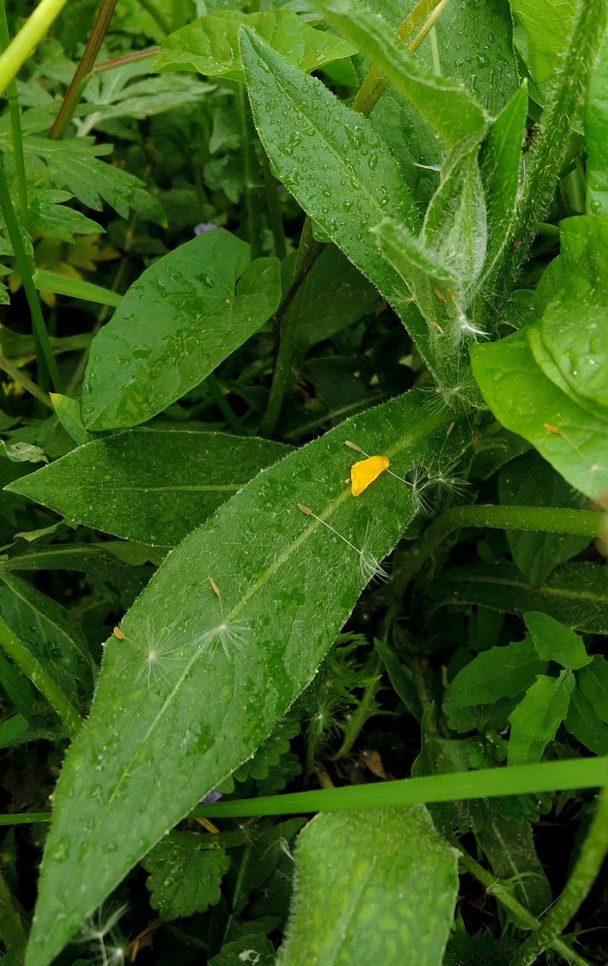 Image of Centaurea montana specimen.