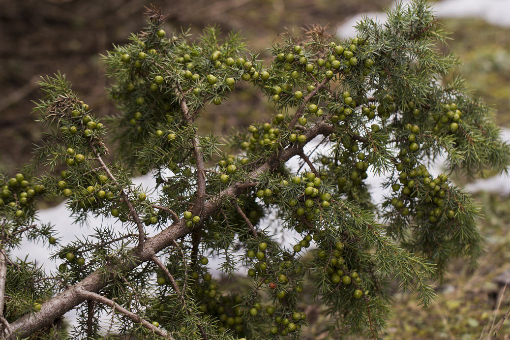 Изображение особи Juniperus deltoides.