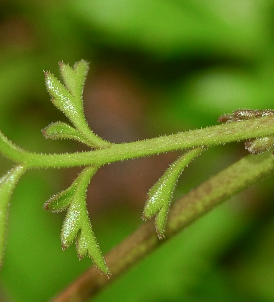 Image of Ricotia lunaria specimen.