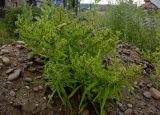 Rumex maritimus