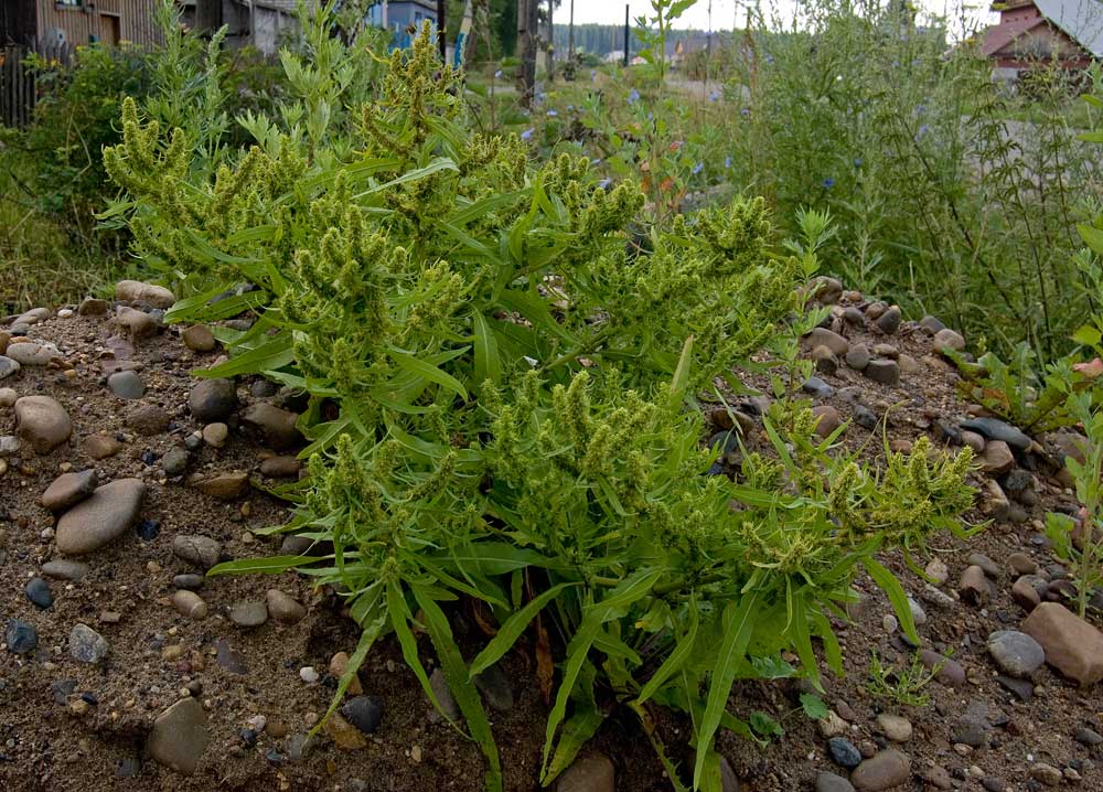 Image of Rumex maritimus specimen.