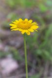 Anthemis tinctoria