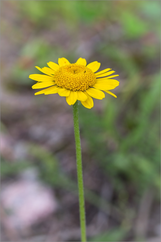 Изображение особи Anthemis tinctoria.