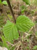 Betula pubescens