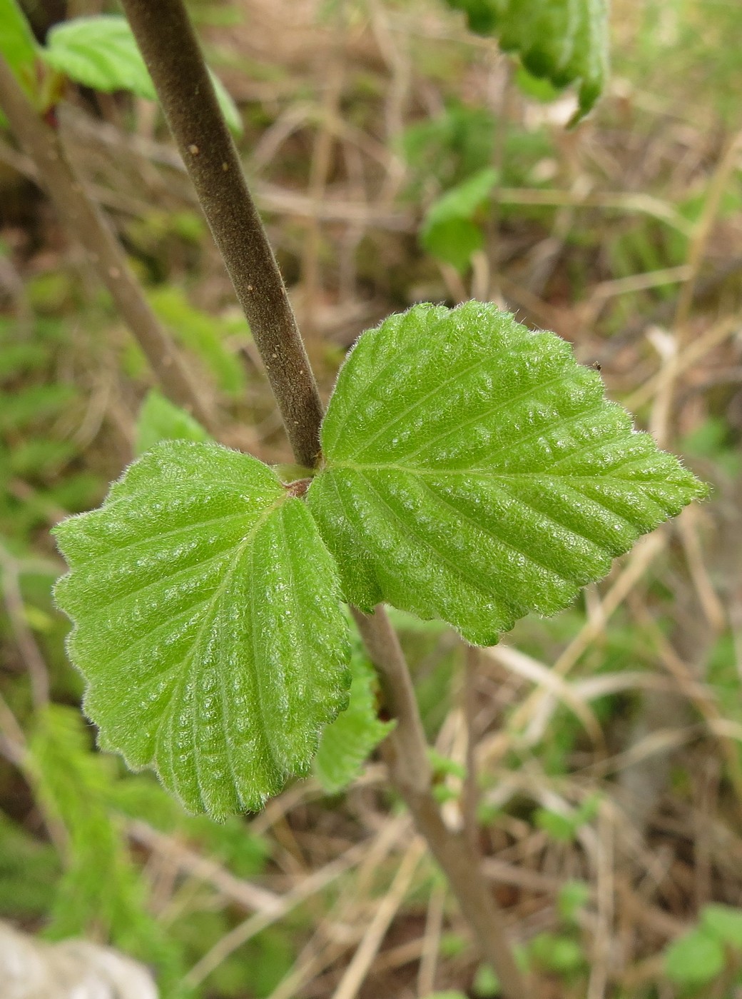 Изображение особи Betula pubescens.