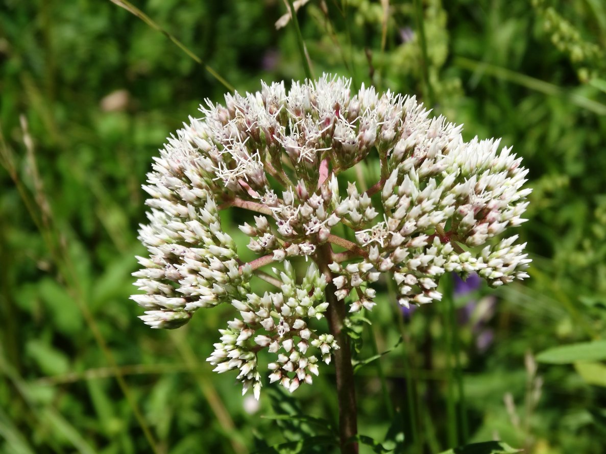 Image of Eupatorium lindleyanum specimen.