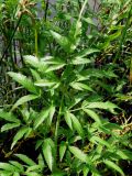 Cicuta virosa