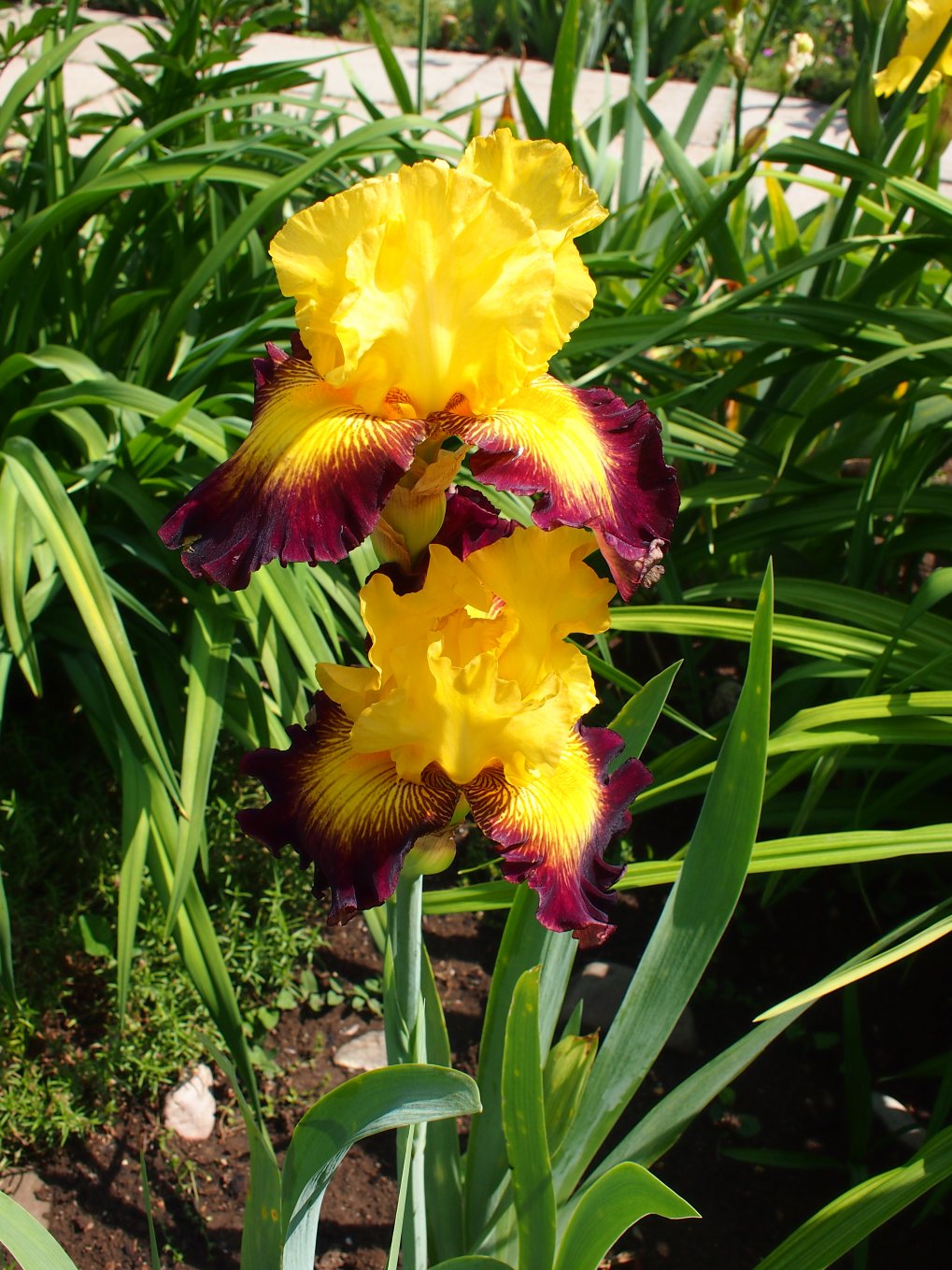 Изображение особи Iris &times; hybrida.