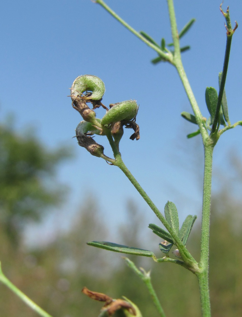 Image of Medicago × varia specimen.