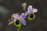 Ophrys tenthredinifera