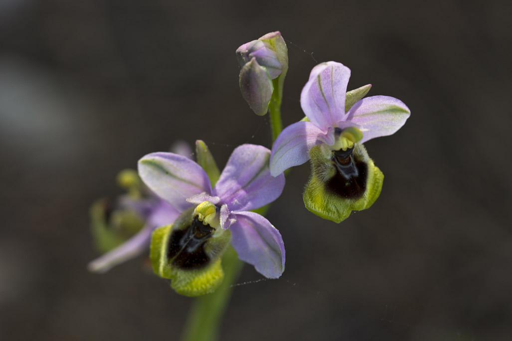 Изображение особи Ophrys tenthredinifera.