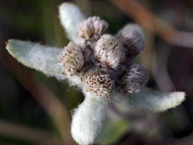 Image of Leontopodium fedtschenkoanum specimen.