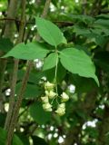 Euonymus maximowiczianus