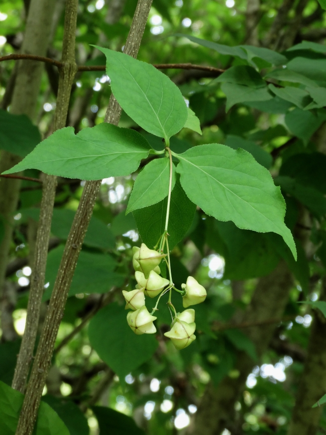 Изображение особи Euonymus maximowiczianus.