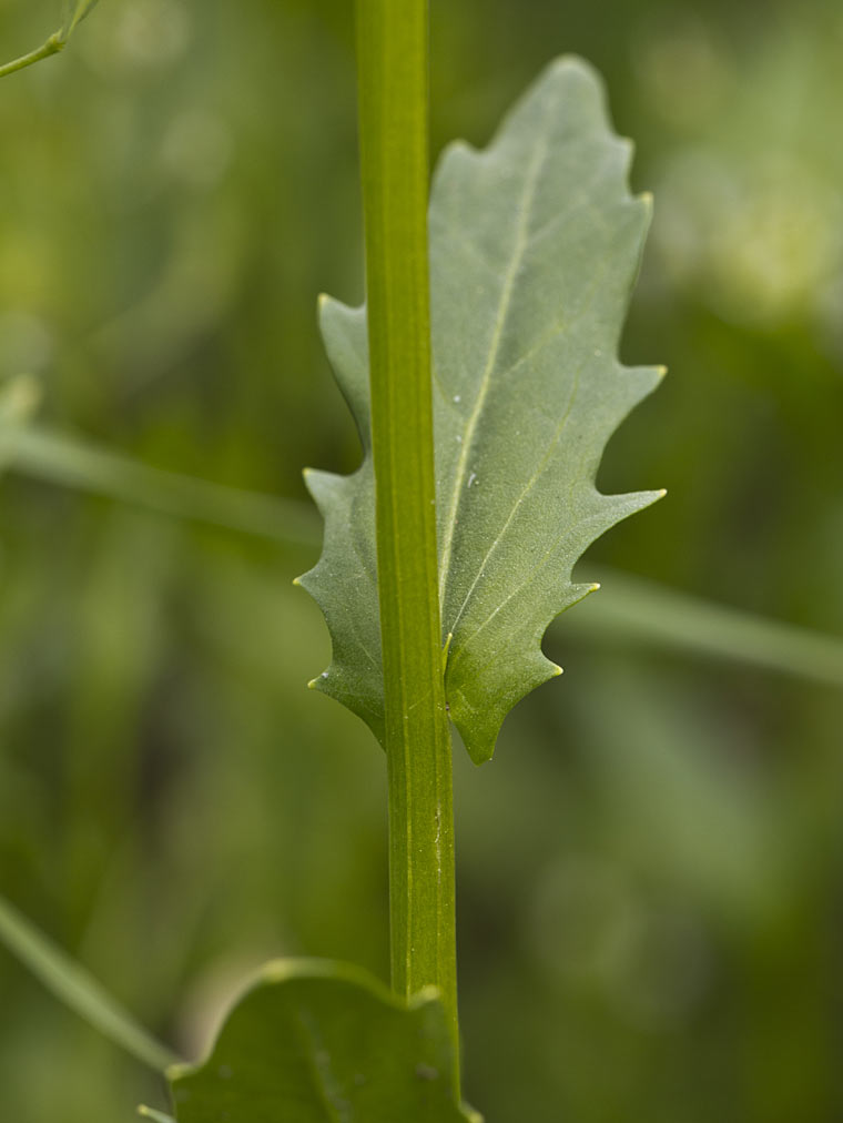 Image of Thlaspi arvense specimen.