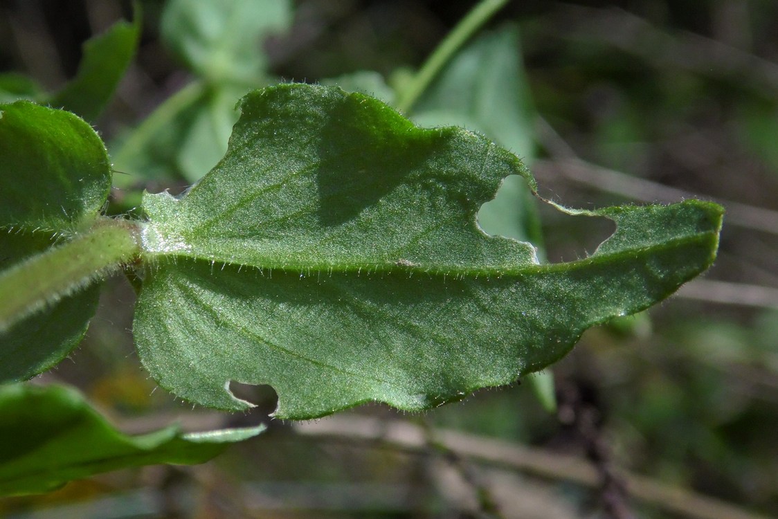 Изображение особи Myosoton aquaticum.