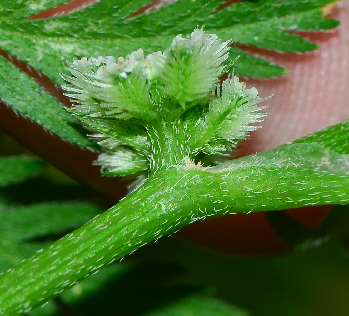 Image of Torilis nodosa specimen.